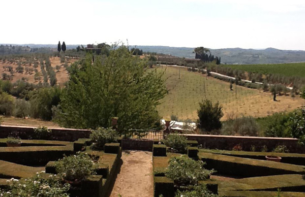 Vineyard outside of Florence